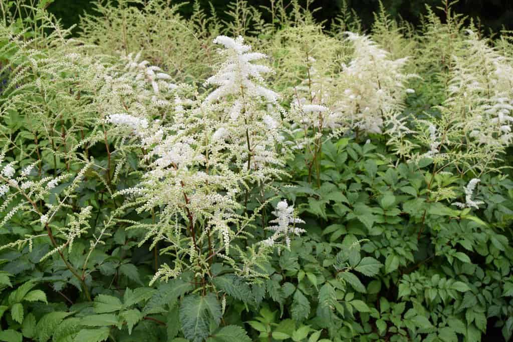 Astilbe 'Deutschland' ---